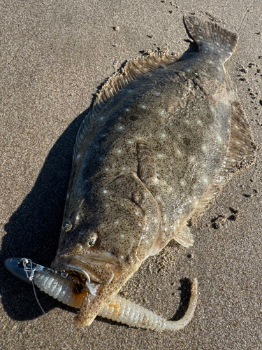 ヒラメの釣果