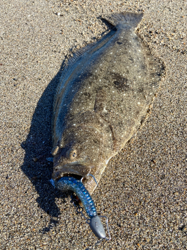 ヒラメの釣果