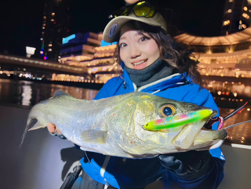 シーバスの釣果