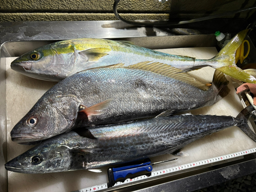 ブリの釣果