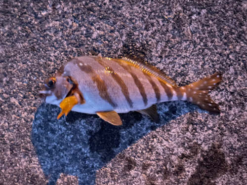 タカノハダイの釣果