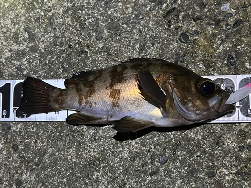 メバルの釣果