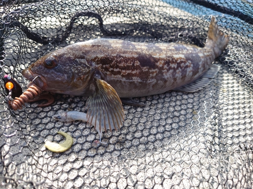 アイナメの釣果