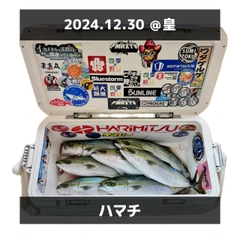 ハマチの釣果