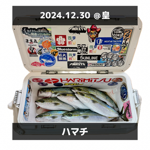 ハマチの釣果