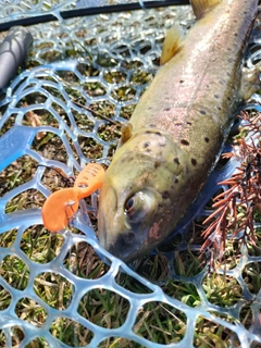 ブラウントラウトの釣果