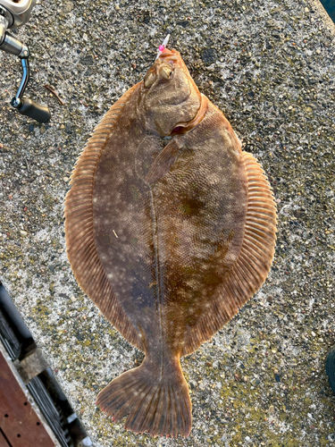 カレイの釣果