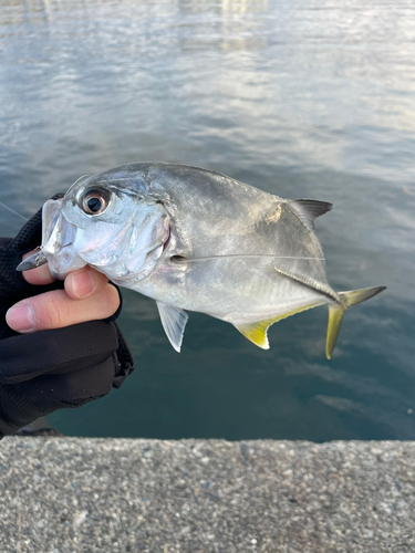 メッキの釣果