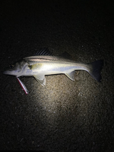 セイゴ（マルスズキ）の釣果