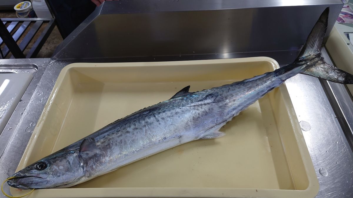 アキラメタルさんの釣果 2枚目の画像