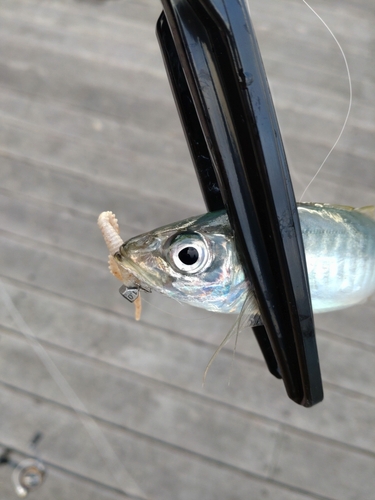 アオアジの釣果