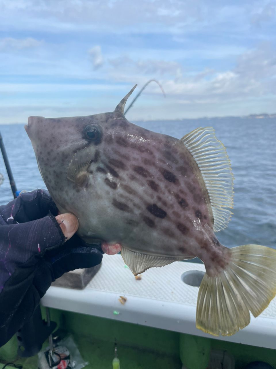 金沢八景のつり吉さんの釣果 2枚目の画像