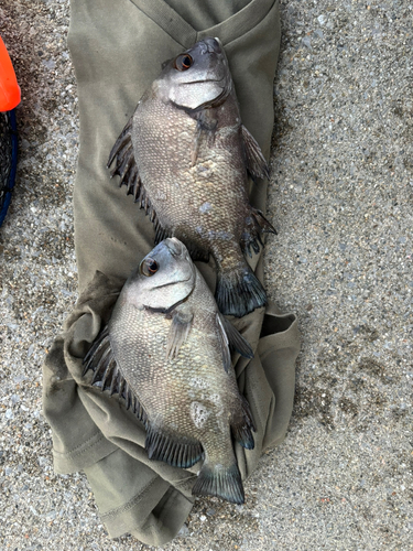 クロコショウダイの釣果