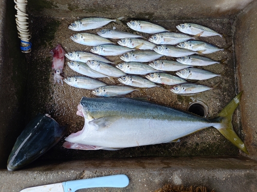 ハマチの釣果