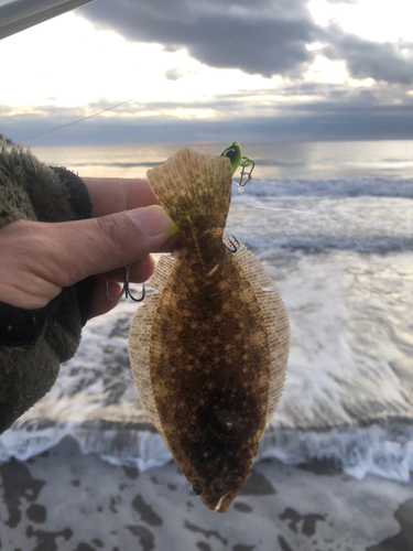 ソゲの釣果