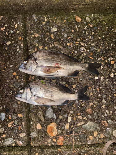 クロダイの釣果