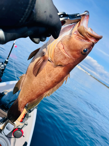 クエの釣果