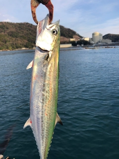 サゴシの釣果