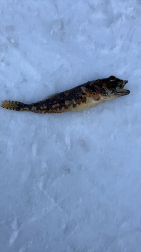 アナハゼの釣果