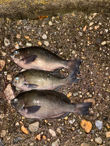 メジナの釣果