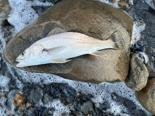 ニベの釣果