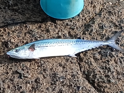 サゴシの釣果