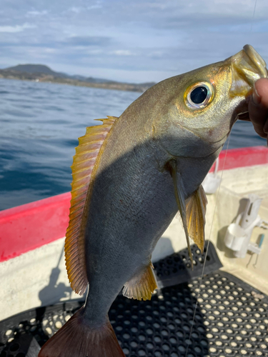 イサキの釣果