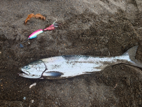 アキアジの釣果