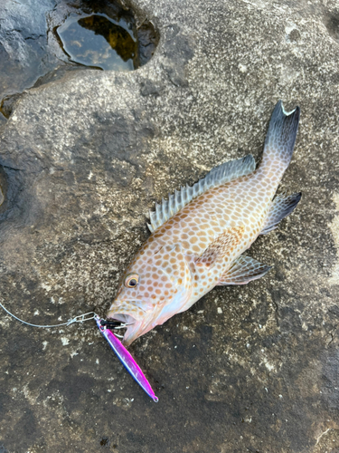 オオモンハタの釣果