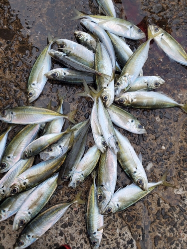 アジの釣果