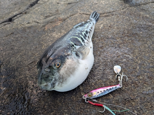 トラフグの釣果