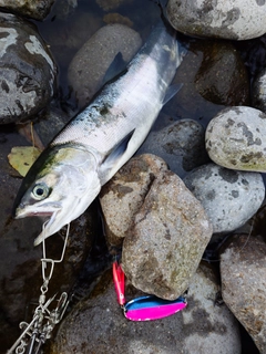 アキアジの釣果