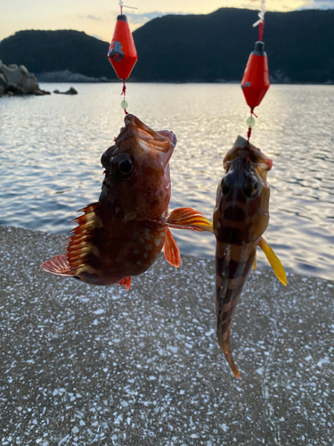 カサゴの釣果