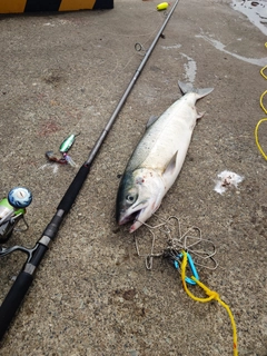 アキアジの釣果