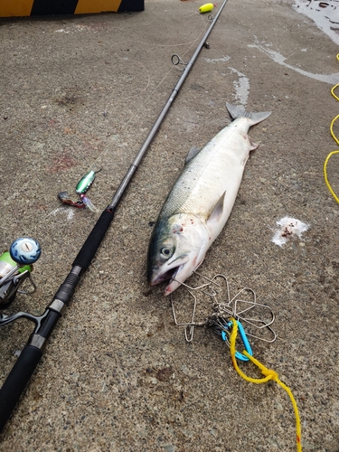 アキアジの釣果