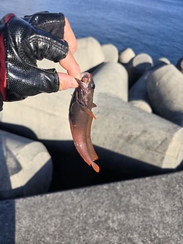 ハゼの釣果