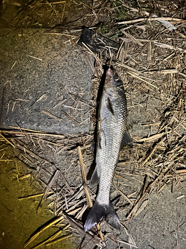 ニゴイの釣果