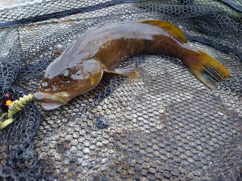 アイナメの釣果