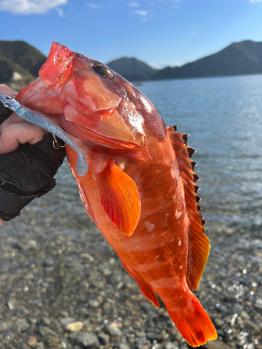 アカハタの釣果