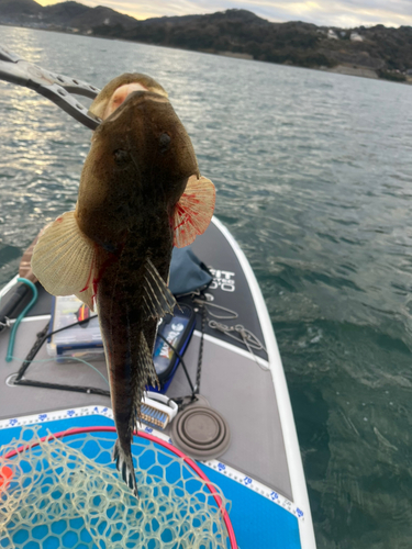 マゴチの釣果