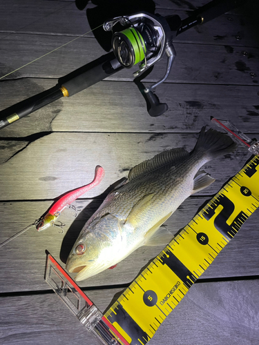 ニベの釣果