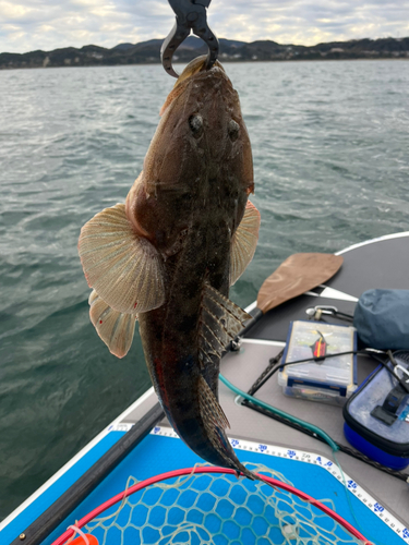 マゴチの釣果