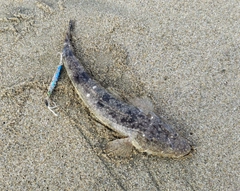 マゴチの釣果