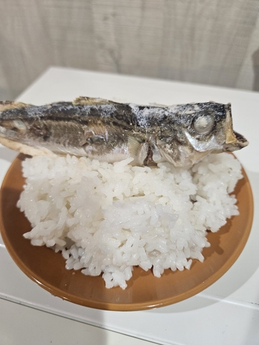 ハタハタの釣果