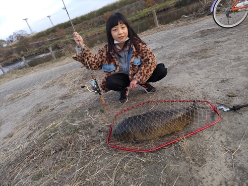 コイの釣果