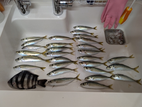 アジの釣果