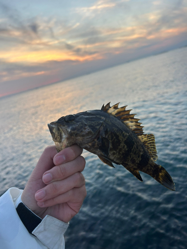 タケノコメバルの釣果