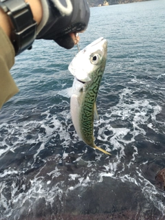 サバの釣果