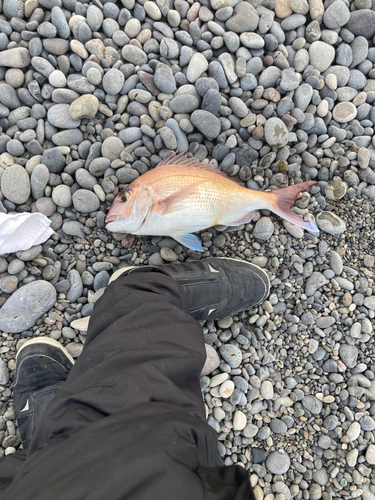 マダイの釣果