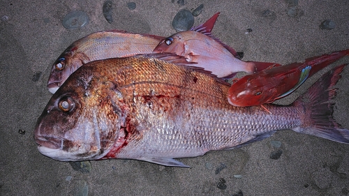 マダイの釣果